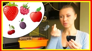 Чем кормить хомяка🐹🍎🍕🍒🐛Питание джунгарского хомячка #еда