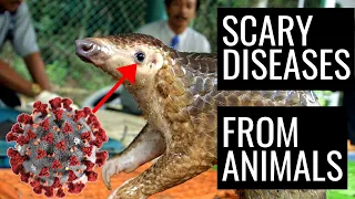 6 Scary Diseases That Came From Animals