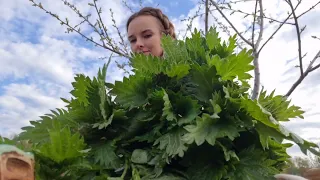 Ferment May nettle! Valuable workpiece with a minimum of effort👌