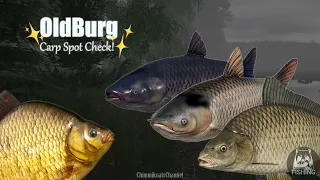 (RussianFishing4) Old Burg Carp Spot Check! All Carp Family is Here!