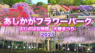 【あしかがフラワーパーク2023】【見頃・満開】【ふじの花物語－大藤まつり-  &  ライトアップ】【栃木県　足利市】／４Ｋ／The large wisteria festival