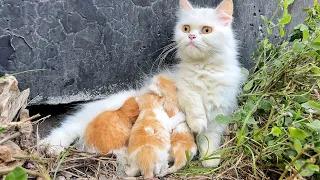 Mother cat worried because she saw a big dog near her kittens!