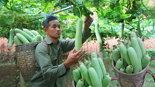 Harvest melons and bring them to the market to sell, fertilize and take care of banana gardens Ep 88