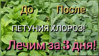 Лечение хлороза петунии. Хлороз на рассаде. Хлорозит рассада. Желтеют листья петунии.