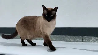 Siamese cat gets cold pawsies