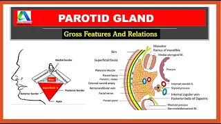 Parotid Gland | Parotid Gland - Relations |