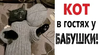 Лютые приколы. КОТ В ГОСТЯХ У БАБУШКИ! Смешные животные! 290 СЕКУНД СМЕХА – Domi Show