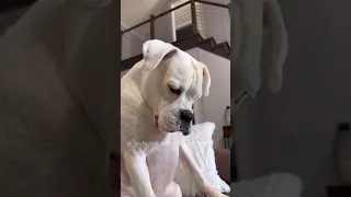 Dogs Making Phone Calls