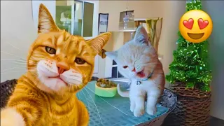 New Best Funny Animals 2024 🤣 Funniest Dogs and Cats 😸🐶 Part 2