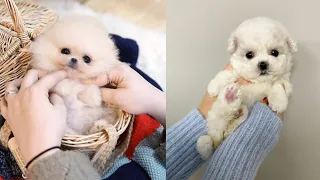 Cutest Teacup Puppies Video Compilation || Funny and Cute Dog #7