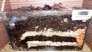 3 months timelapse of how worms change organic waste to valuable compost