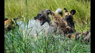 African Wild Dogs - Botswana, March 2020 (lechwe hunt, hyena fight)