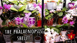 Mini Phalaenopsis Orchids Shelf Tour - How I grow my mini moth Orchids all year long!