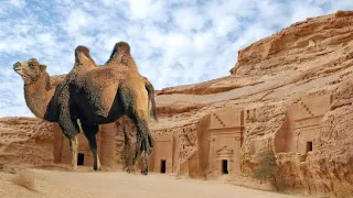 Prophet Saleh and Thamud | समूद | ثمود قوم | Killing of Camel | Full Story