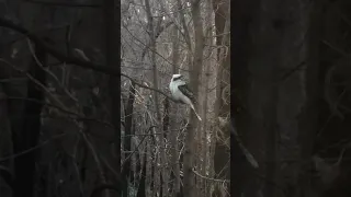 Laughing kookaburra (Dacelo novaeguineae) perched in a tree