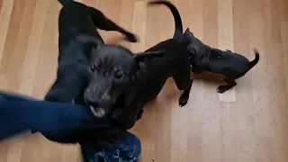 Tug of WAR: PATTERDALE TERRIERS ADULTS and FELL PUPPY Shelby 8 weeks old. Cute Fun Play Puppies Pups