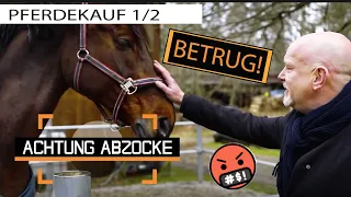 DREIST: Tierschutz-Abzocke beim PFERDEKAUF! Anne will ihr Geld zurück | Achtung Abzocke | Kabel Eins