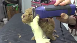 Poodle Puppy's first groom