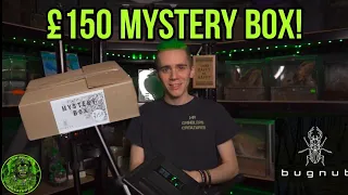£150 Tarantula Mystery Box! - Bugnut!