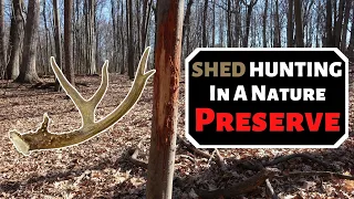 SHED HUNTING IN A NATURE PRESERVE