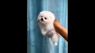 Super Cute and Funny Pomeranian Dogs Video Compilation #36 #Shorts