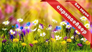 Полевые цветы и бабочки 💐 Скринсейвер луговые цветы и лучи солнца 🦋 Весна 2023 🌷