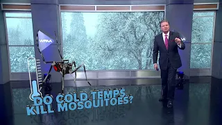 DFW Weather | Do cold temperatures kill mosquitoes, and 14 day forecast