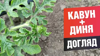 Догляд за баштаном. Як доглядати дині та кавуни.