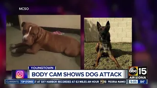 VIDEO: Dog attacks MCSO K9 Tarzan