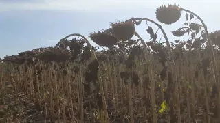 Floarea soarelui Sureli de la Syngenta