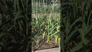 Garlic Moss is ready to harvest, here’s my favorite Georgian Fire Garlic #garlic