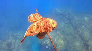 HOW I ALMOST DIE FROM A SCORPION FISH STING STINGING GROUPER CATCH CLEAN COOK