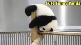 Soo😍Funny And Cute Panda Compilation 🐼- How cute Video 2020