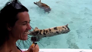 Swimming pigs and nurse sharks Exumas, Bahamas!