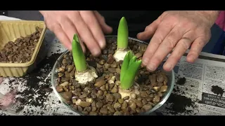 Hyacinth Spring Gardening Project