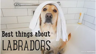 10 Best Things About LABRADORS