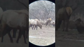 Group of big bull elk #hunting #outdoors #vortexoptics #viral #elkhunting #elk #bullelk #utah #deer