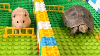 My Funny Pet Hamster vs Tortoise Part 2 Upgrade Race Obstacle Course