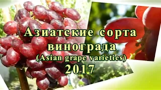 Азиатские сорта винограда. Часть 1. Сезон 2017 (Asian grape varieties. Part 1. Season 2017)