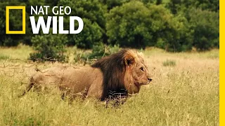 Savage Kingdom: Uprising - Trailer | Nat Geo WILD