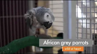 African grey parrots: wild at heart