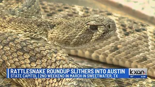 Rattlesnake Roundup at the Texas State Capitol