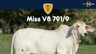 Miss V8 791/9 Brahman Heifer from Made for Magic VIII Online Sale