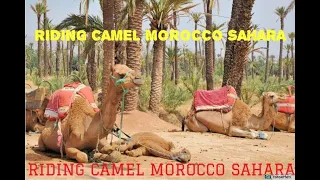 moroccan sahara desert in 4k sand sunrise dunes camel ride ultra hd المغرب