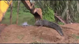 Giant Crocodile in Sri Lanka Rescued and Released || ViralHog