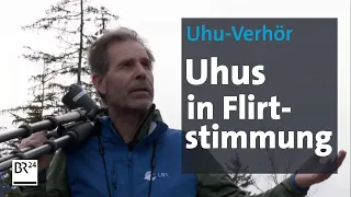 Uhu-Balz: Frühingsgefühle im dunklen Wald | Abendschau | BR24