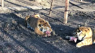 Олег Зубков:  про праздник для тигров