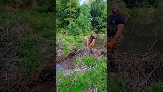 Father Beaver Dam Removal! Oooo Beeaverrrs! #shorts