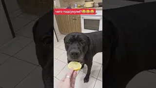 Реакция собаки на лимон