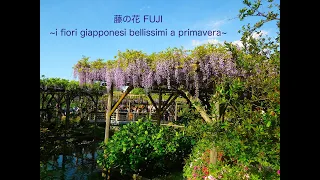 亀戸天神の藤 FUJI (Glicine) ~i fiori giapponesi bellissimi a primavera~ (字幕あり)